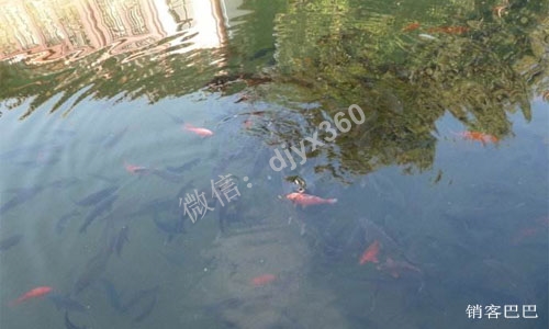 鱼塘理论 怎样挖掘出一个高效的鱼塘