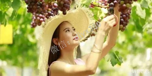 农业共享经济案例，葡萄免费吃三年，他们后端是怎么赚钱的？